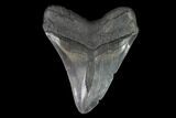 Fossil Megalodon Tooth - Georgia #95316-1